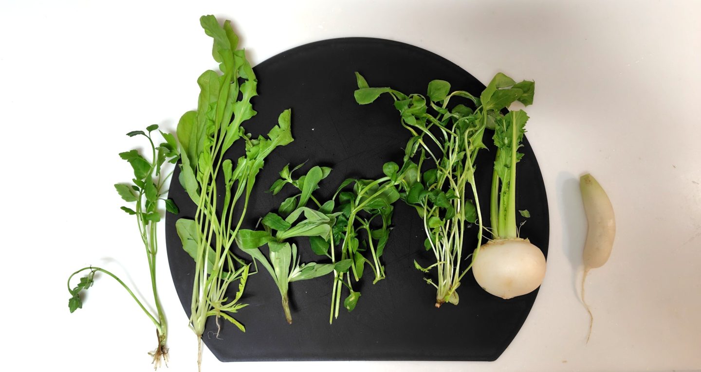 七草が並んだ写真